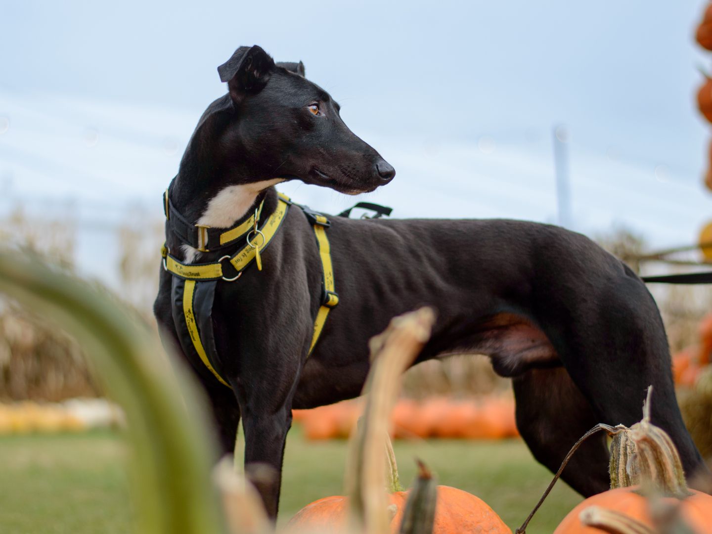 Lance a black Lurcher standing in a field with haybales and lots of orange and white pumpkins behind him