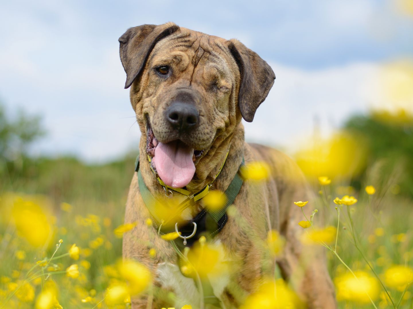 Nellie a brindle mastiff dog sitting with her tongue out in a field of yellow flowers