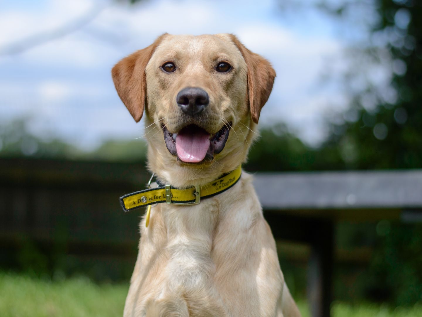 Saxon a golden labrador sitting looking at the camera with his tongue out