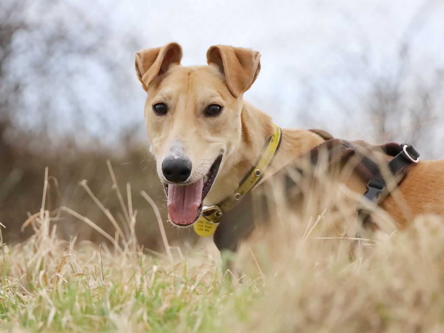 A tan lurcher dog sitting in a field of grass looking a the camera with it's tongue out 