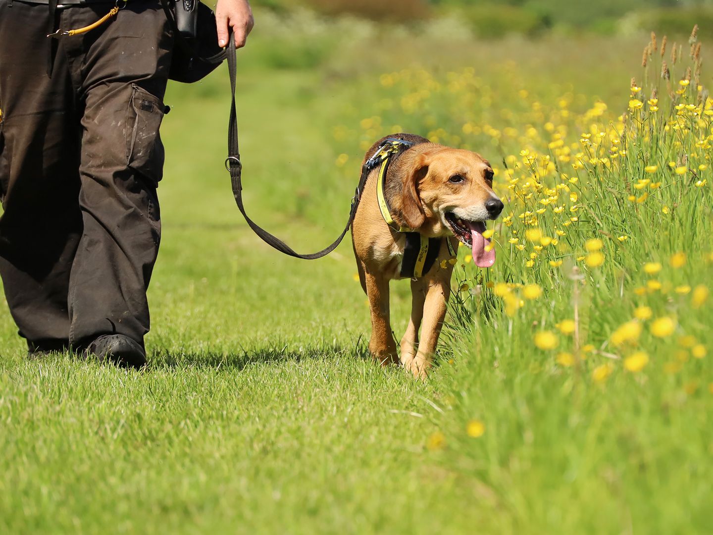 Toffee the Hound, an Underdog, is walked by his handler at Dogs Trust Leeds