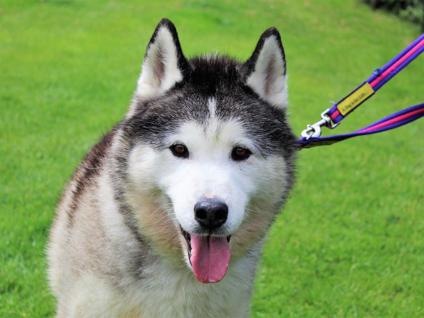 Hachi - male Siberian Husky - Siberian Husky Dogs For Adoption ...