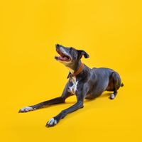 Greyhound on yellow background