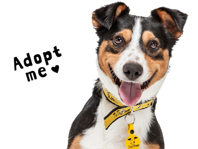 how do adopted dogs adjust to a new home