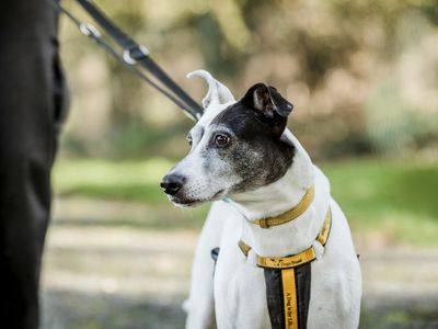 dogs trust crate training