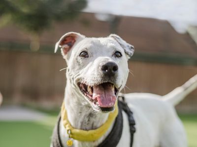 Shrewsbury dogs best sale trust rehoming centre