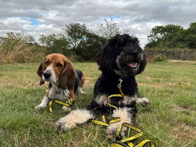 https://www.dogstrust.org.uk/images/400x300/assets/2022-08/Blind%20Cockerpoo%20puppy%20Darwin%20and%20his%20brother%20Beagle%20Newton.jpg