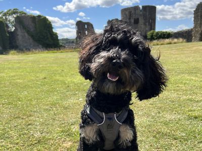 how far will a blind dog walk into the forest