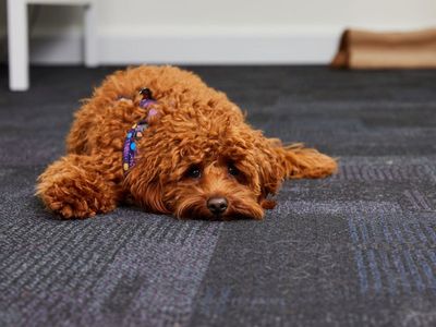 Poodle sales anxiety separation