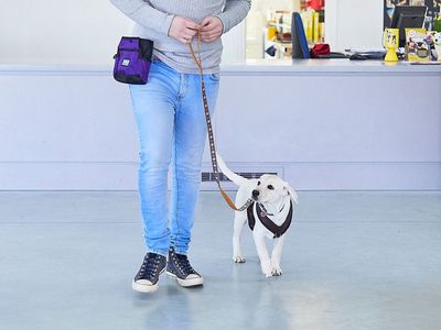 Dog Exercise: Common Questions Answered by Our Trusted