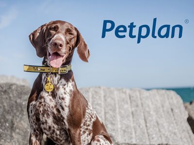 Petplan log deals in