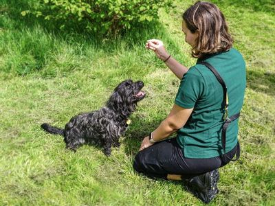 how to train your dog the basics