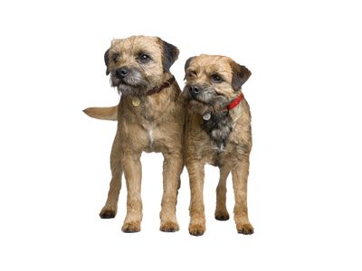 best ways to exercise your border terrier