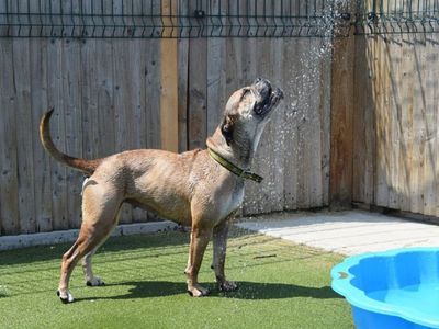 https://www.dogstrust.org.uk/images/400x300/assets/2022-08/daisy_boxer_basildon_dogstrust_01.jpg