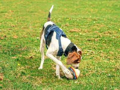 Dogs Trust top Easter tips to keep your dog entertained - The
