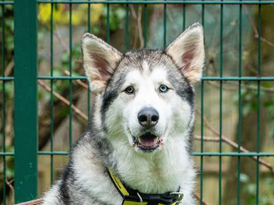 can a alaskan malamute and a border terrier be friends