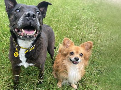 Safiya the Staffie dog with her friend Pauly the Pomeranian