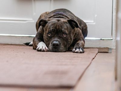 Right now, dogs are in danger. Will you help open the door to safety? 