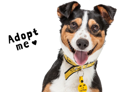 Rescue Dogs Dog Rehoming Adopt a Dog Dogs Trust