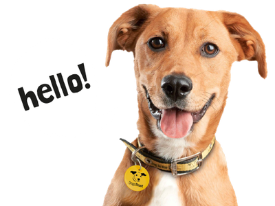 White speech bubble saying: 'Hello!', next to a golden crossbreed dog with its tongue out looking at the camera.