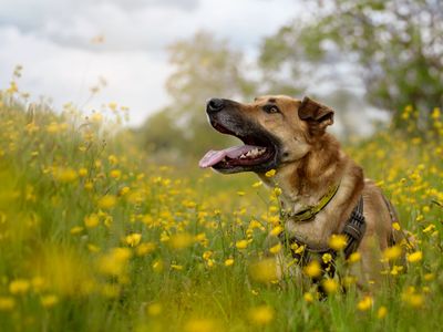 Milo a tan and black crossbreed dog, sitting in a field of yellow flowers.