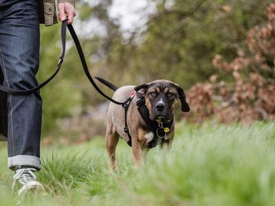 Taking Your Puppy on Their First Walk Dogs Trust