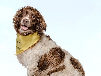 Boris the brown and white Springer Spaniel, sitting to the side looking at the camera wearing a yellow bandana behind a white backdrop.