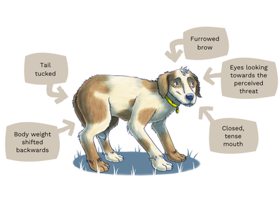 Dog body language infographic showing an anxious dog cowering. The tail of the dog is tucked with its weight shifting back, furrowed brows, tense mouth and eyes showing looking around for perceived threat.