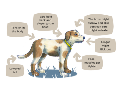 Dog body language infographic with speech bubbles around a illustration of a brown and white dog staying still.The advice reads to look out for tension and muscle tightening in the body, a lowered tail, furrowed and wrinkled brows and their tongue might stick out.