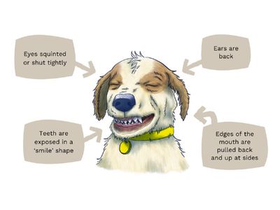 Illustration of a dog displaying anxious body language. The dogs eyes are squinted and shut tightly, teeth exposed in a 'smile' like shape, with ears back and edges of mouth pulled back at sides.