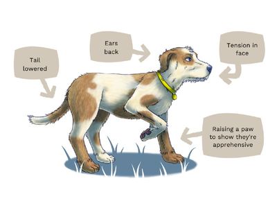 Dog body language anxiety inforgraphic showing a dog with its tail lowered, ears back, raising its paw and looking tense to show apprehension.