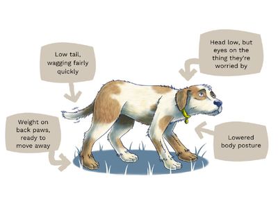 Illustration of dog body language of a dog looking anxious. The dog has a low posture and head, looking up worried, with its tail lowered wagging fairly quickly.