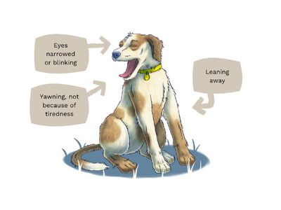 Dog body language infographic with speech bubbles around a illustration of a brown and white dog staying still. The advice reads to look out for yawning and not because of tiredness, leaning away, blinking or narrowing of the eyes.