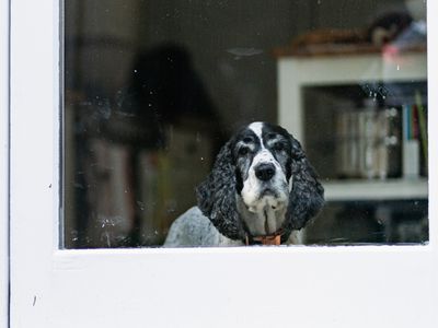 Photo of Marley the Spaniel inside a home looking outdoors