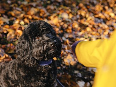 Support for dog owners during the cost of living crisis