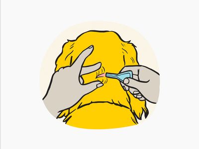 Illustration of yellow dog being treated for fleas by having its fur parted on the neck and a pipette dripping liquid onto the skin