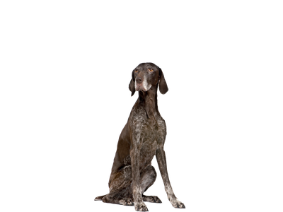 German Shorthaired Pointer