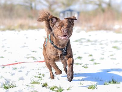 How to stop your dog barking