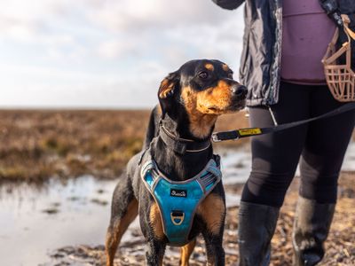 Underdog Bobby finds his forever home