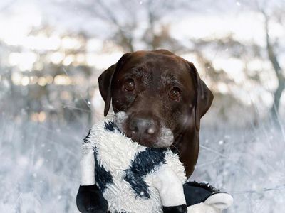 Tilly the Labrador in a wintry field