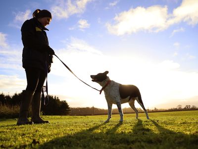 Underdog Alfie finds a forever home after 686 days