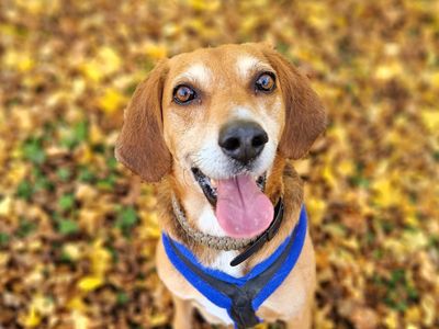 A happy home for patient Underdog Toffee