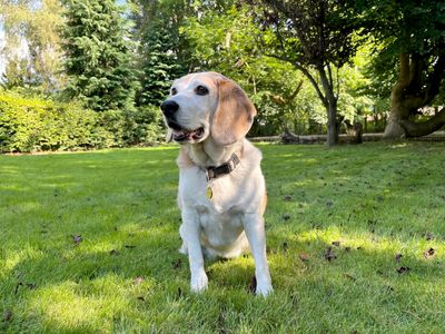 Sasha | Beagle | Leeds - 5