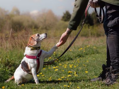 Tilly | Beagle | Kenilworth (West Midlands) - 3