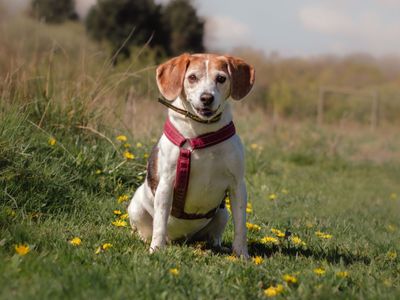 Tilly | Beagle | Kenilworth (West Midlands) - 4