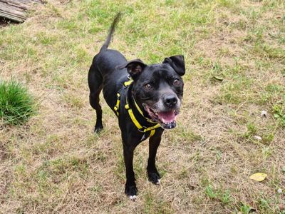 Oliver | Terrier (Staffordshire Bull) Cross | Loughborough - 5