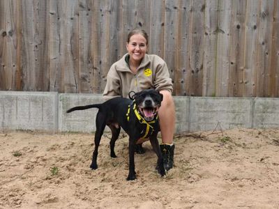 Oliver | Terrier (Staffordshire Bull) Cross | Loughborough - 3