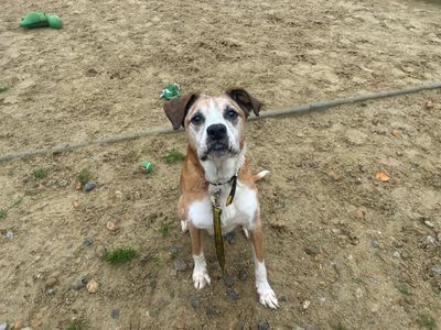 Marbles | Boxer Cross | Canterbury - 3