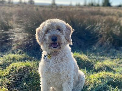 Labradoodle rescues near sales me