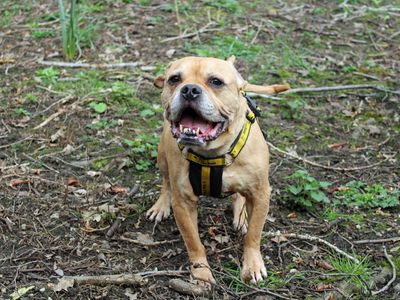 Jay | French Bulldog Cross | Merseyside (Liverpool) - 3